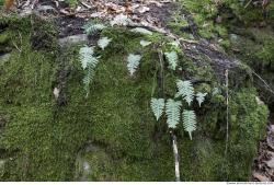 Photo Textures of Moss